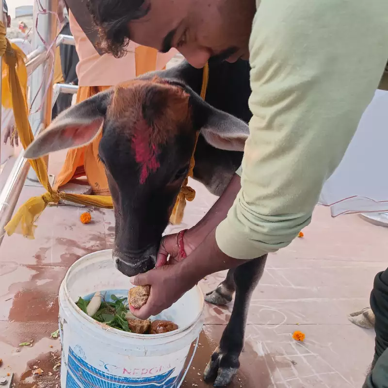 Online-Gau-daan-Shradh-Pooja-Pind-Daan-at-Prayagraj-1