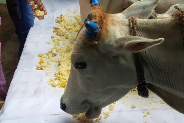 gau-daan-in-prayagraj